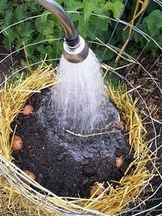 a garden sprinkles water into the soil in a wire basket filled with straw