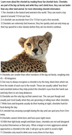 the cheetah is laying down and looking at something