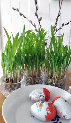 some plants and rocks on a white plate