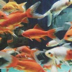 many orange and white fish in an aquarium