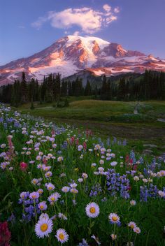 wildflowers in the foreground with a mountain in the background at sunset or dawn