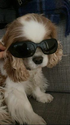 a small dog wearing sunglasses on top of it's head while sitting on a couch