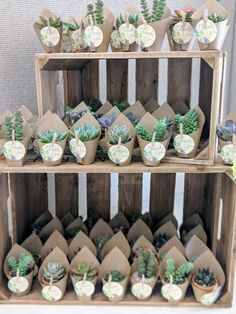 there are many small succulents on the shelves