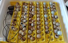 several trays filled with different types of eggs and wires attached to the sides of them