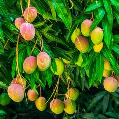 several mangoes hanging from a tree with green leaves