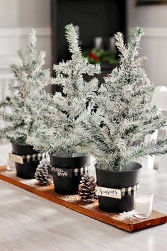 three potted trees sitting on top of a wooden tray