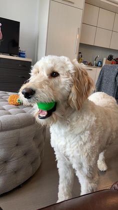 a white dog standing on top of a couch next to a green toy in it's mouth