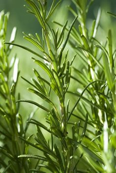 a close up view of some green leaves