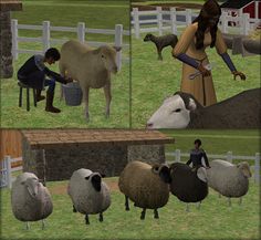 the sheep are being milked by two women in front of a fenced in area