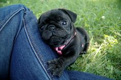 a small black dog laying on top of a person's lap in the grass