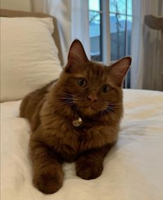 a brown cat laying on top of a white bed