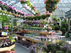 many different types of flowers in pots and hanging from the ceiling at a flower shop