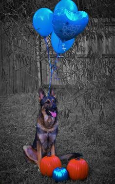 a dog sitting in the grass with balloons