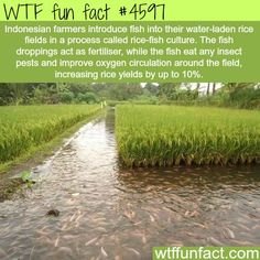 the water is running through some rice fields