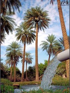 palm trees are in the background with water coming out of their mouths and flowing from them