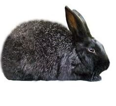 a black rabbit is sitting on the ground