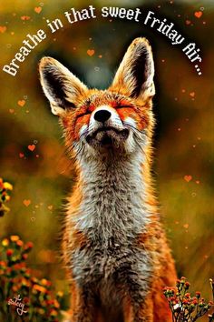 a red fox with its eyes closed and the words breathe in that sweet friday above it