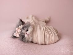 a small kitten with a bow on its head is laying down in a pink room