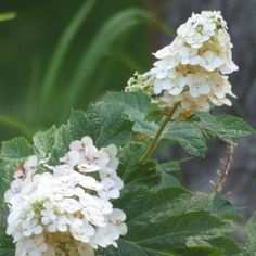 white flowers with green leaves in the background