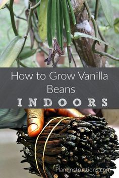 an image of how to grow vanilla beans in the garden with text overlay that reads, how to grow vanilla beans indoors