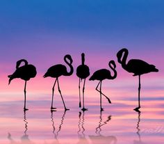 four flamingos are standing in the water at sunset with their reflection on the water