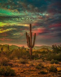 a large cactus in the middle of a field with mountains in the background at sunset