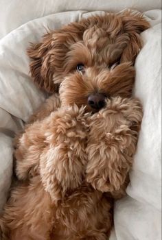 a brown dog laying on top of a bed covered in white sheets and pillows with his head resting on the pillow