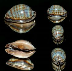 four seashells are shown in different positions on a black surface with reflections from them