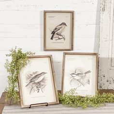 three framed birds are sitting on a table