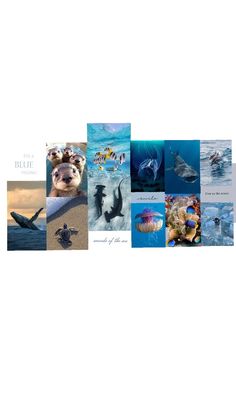 several pictures of sea animals and birds in the ocean with caption that says life is blue