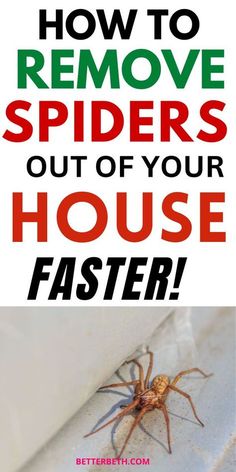 how to remove spiders out of your house faster