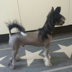 a small dog standing on top of a carpet next to a white star shaped rug