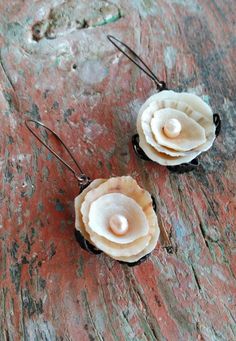 two seashells are sitting on top of a piece of wood