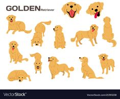 golden retriever dog set with different poses and expressions stock photo, images and royalty