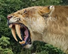 a lion with its mouth open showing teeth