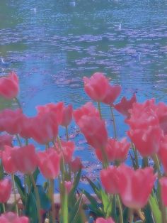 pink flowers are blooming near the water