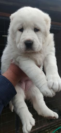 a large white dog sitting on top of a person's hand in front of a cage