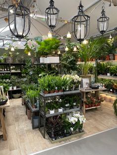 a room filled with lots of plants and hanging lights