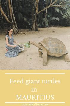 a woman feeding a tortoise on the beach with text overlay reading feed giant turtles in mauritus