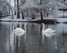 two swans are swimming in the water near trees