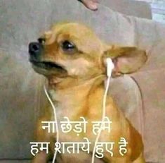 a small dog sitting on top of a couch next to a person with headphones