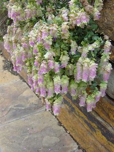 purple and white flowers growing on the side of a stone wall