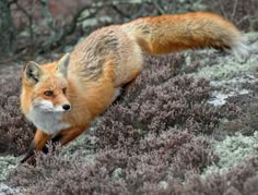 a red fox is running through the grass