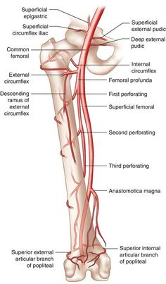 the anatomy of the leg and foot, with major vessels labeled in red on white