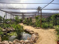 the inside of a large greenhouse with lots of plants and rocks on the ground in front of it