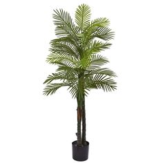 a palm tree in a black pot on a white background