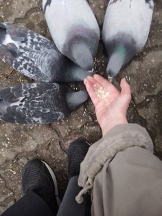 two pigeons are feeding from someone's hand on the ground with their wings spread wide open