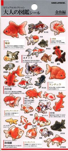 a poster with different types of fish in japanese writing and english characters on the back