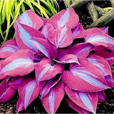 a purple and white flower sitting on top of a dirt ground next to green plants