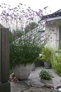 purple flowers are growing in large potted plants on the side of a home's patio